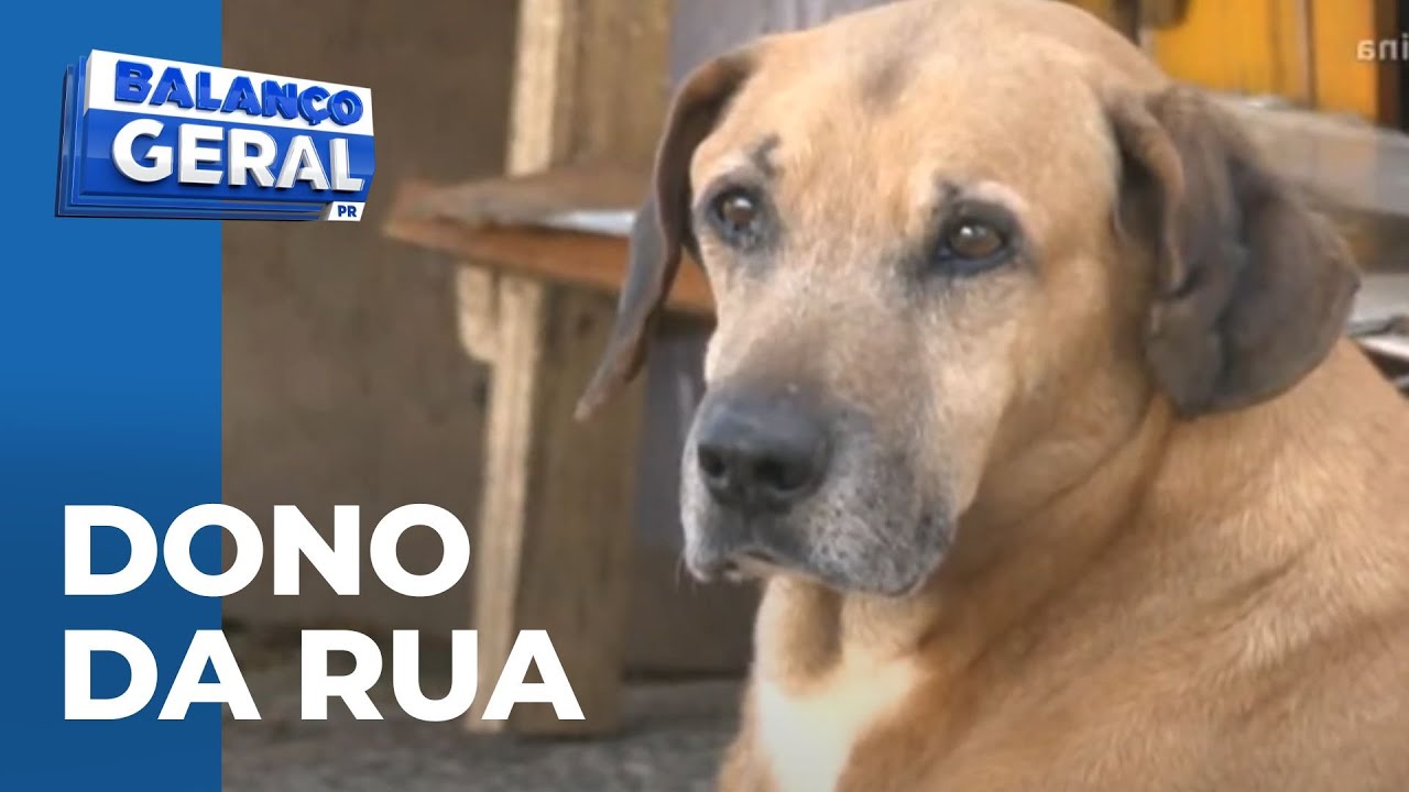 Cachorro de rua está tirando o sossego de moradores