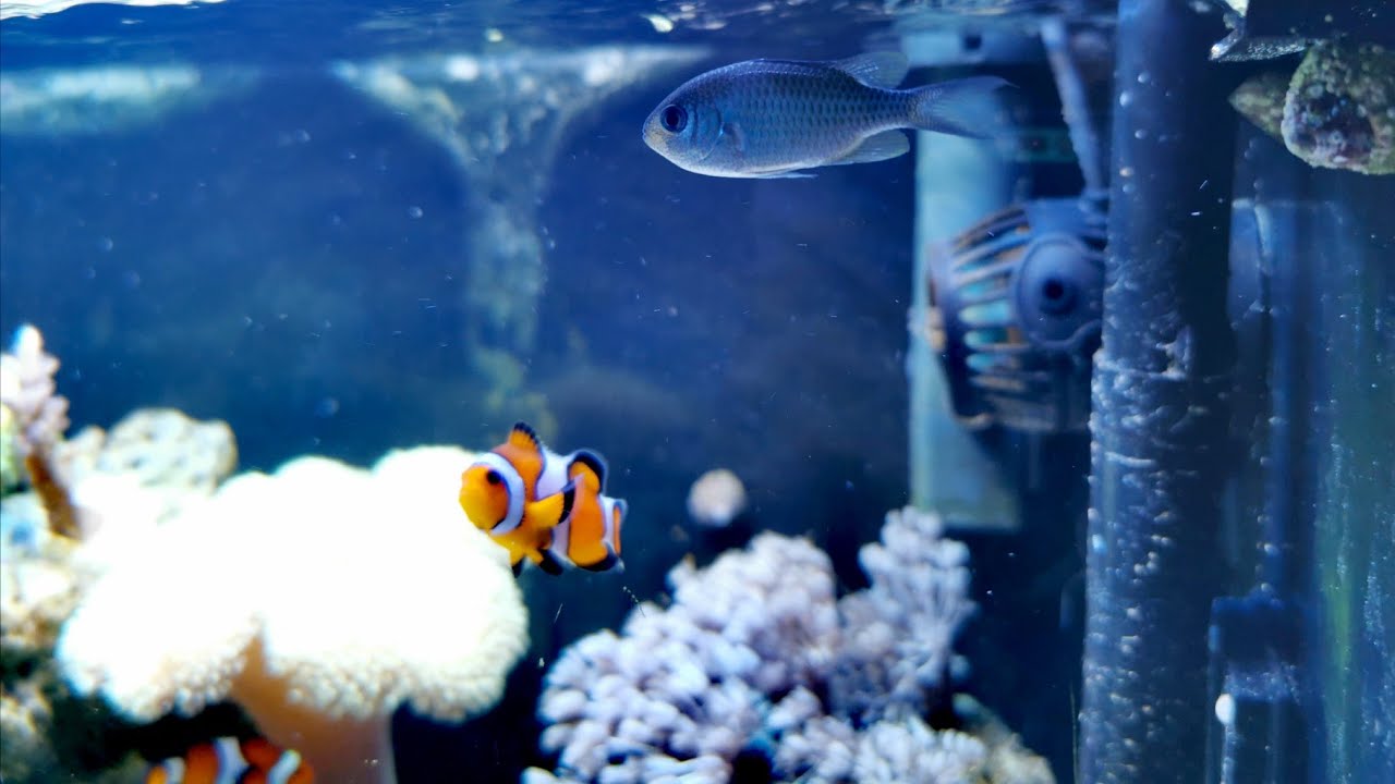 Nano Reef Vlog | Chromis viridis (42)