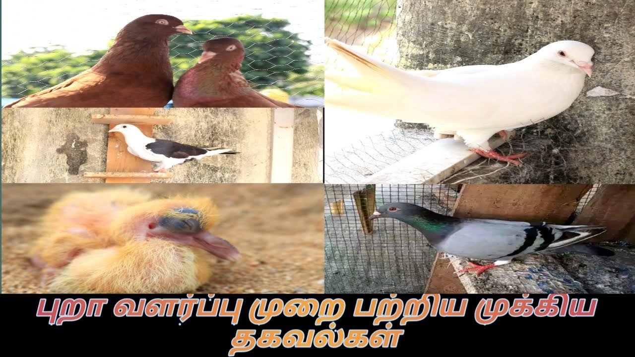 புறாக்களை எவ்வாறு பராமரிப்பது/ புறா வளர்ப்பு முறை ..How to maintenance PIGEON in Tamil.