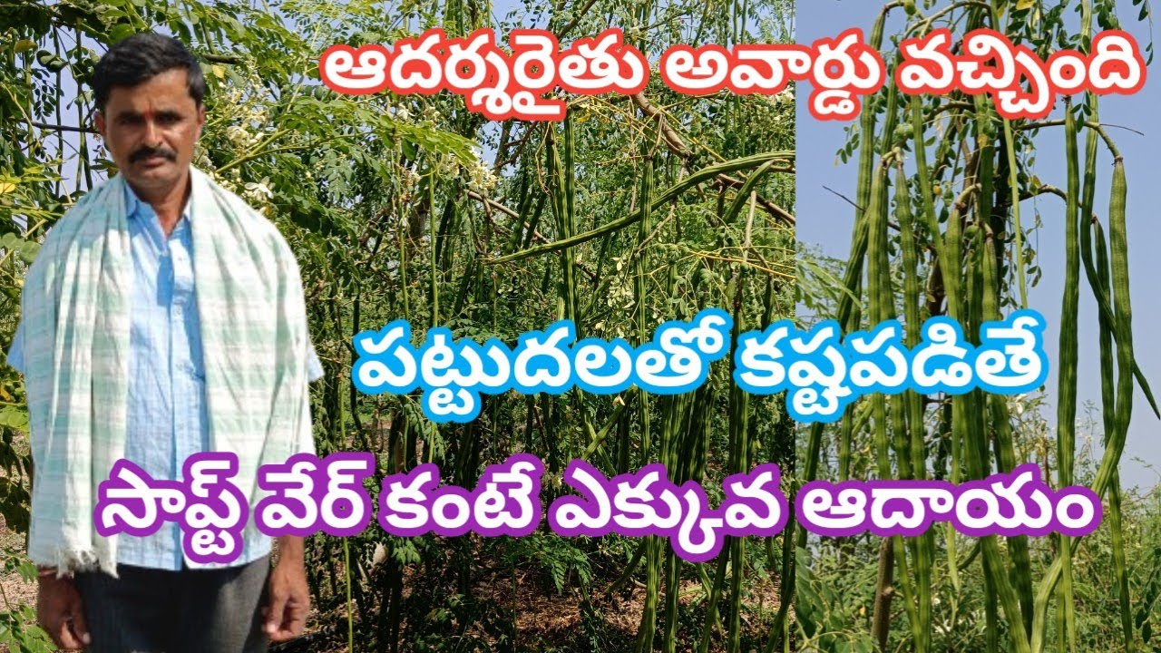 మునగ సాగు పెట్టుబడి తక్కువ ఆదాయం ఎక్కువ   |  pkm1 munagasagu |  మన రైతు తెలుగు