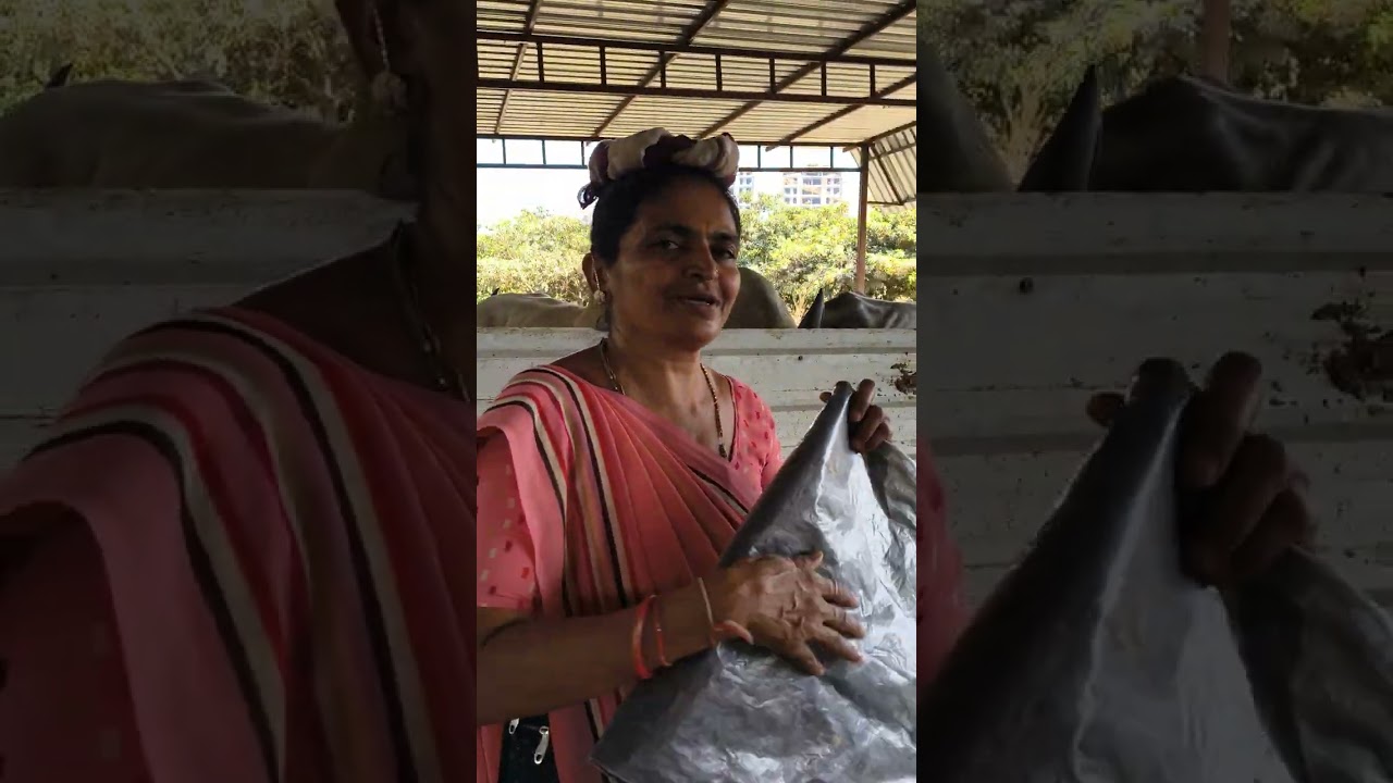 દુખિયાના દરબારે ગૌશાળામાં સેવા કરતી બાપા સીતારામ મહિલા મંડળની બહેનો 
