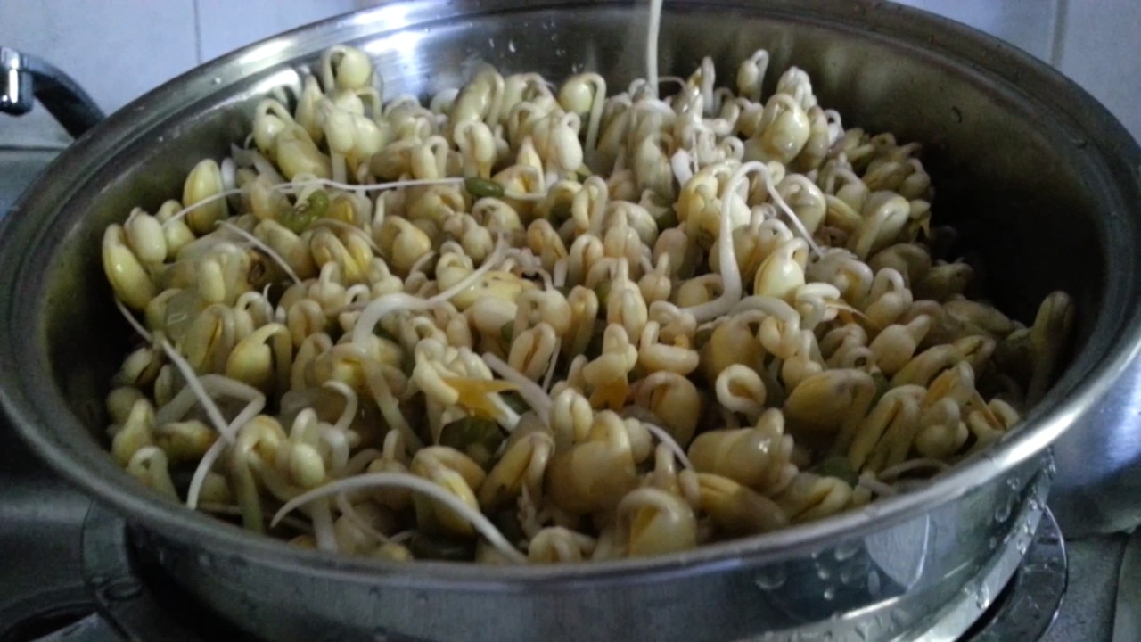 在家发黄豆 和绿豆混合一起发芽的全过程（有字幕请按cc）