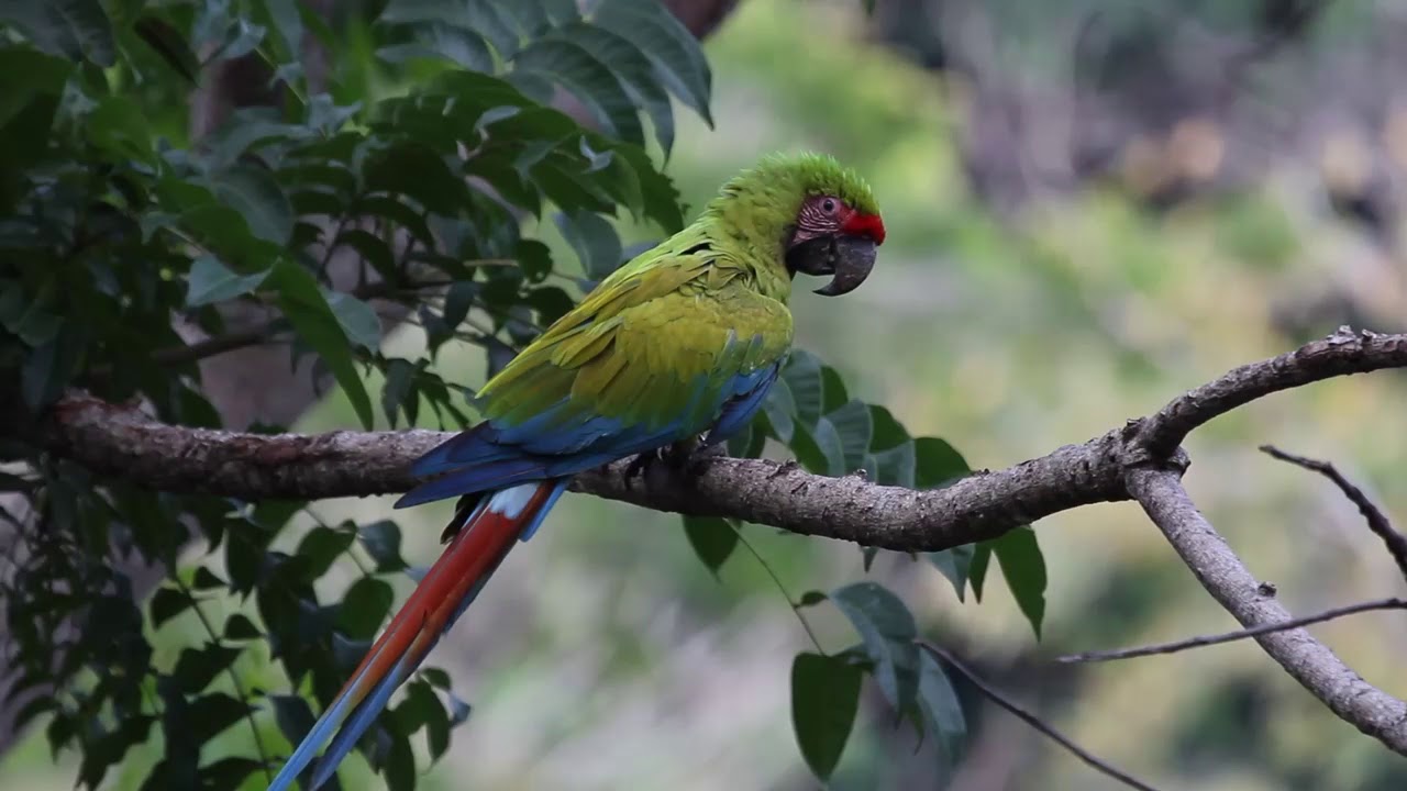 The beauty of Great Green Macaws