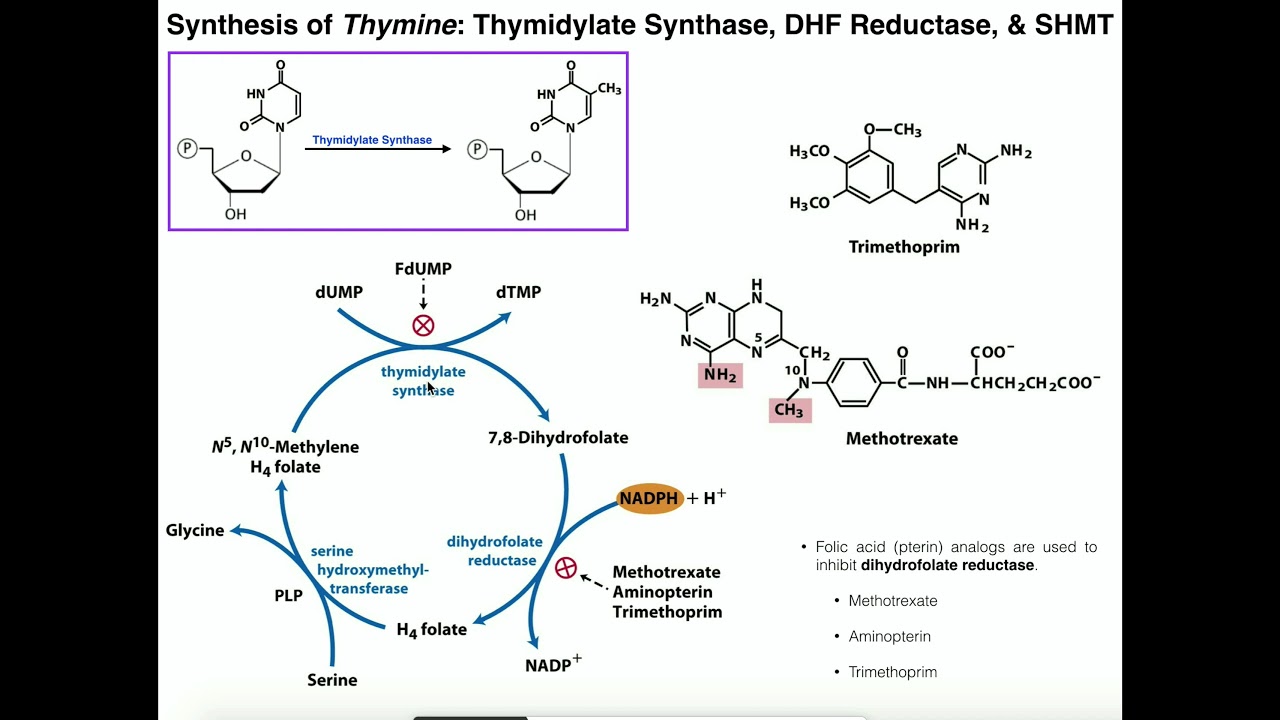 Nucleotide Metabolism | Basics of Thymine Biosynthesis