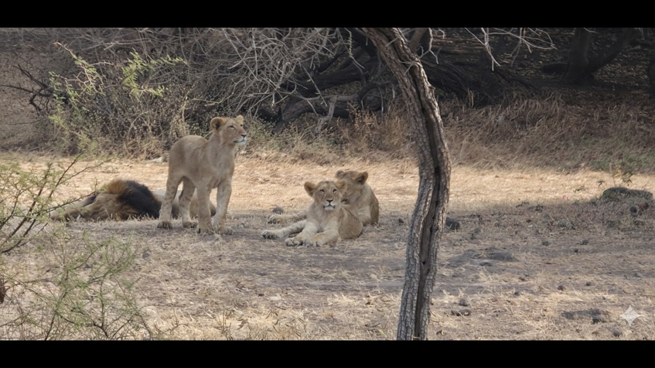 Inside Sasan Gir
