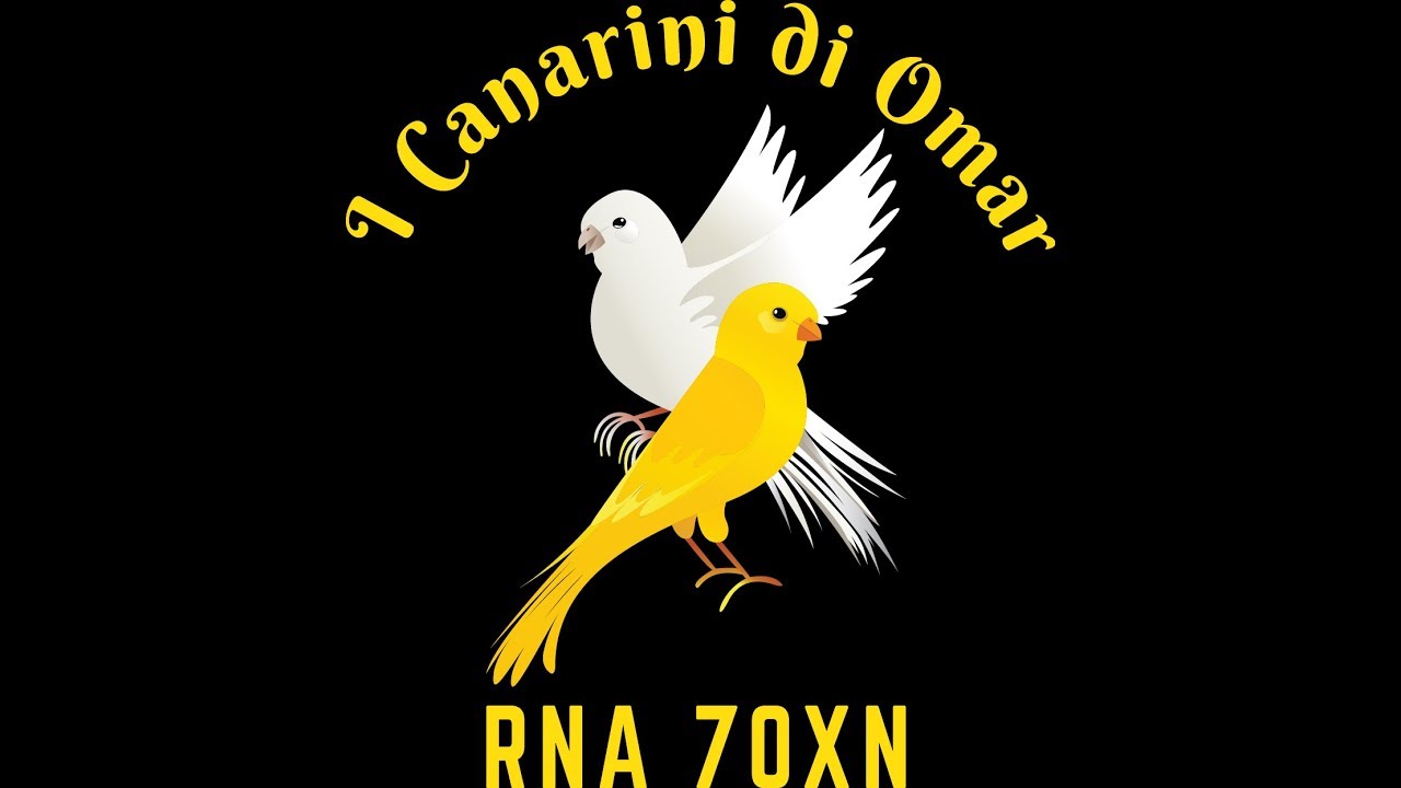Polentina 2.0 e Osèi - I Canarini di Omar 70XN