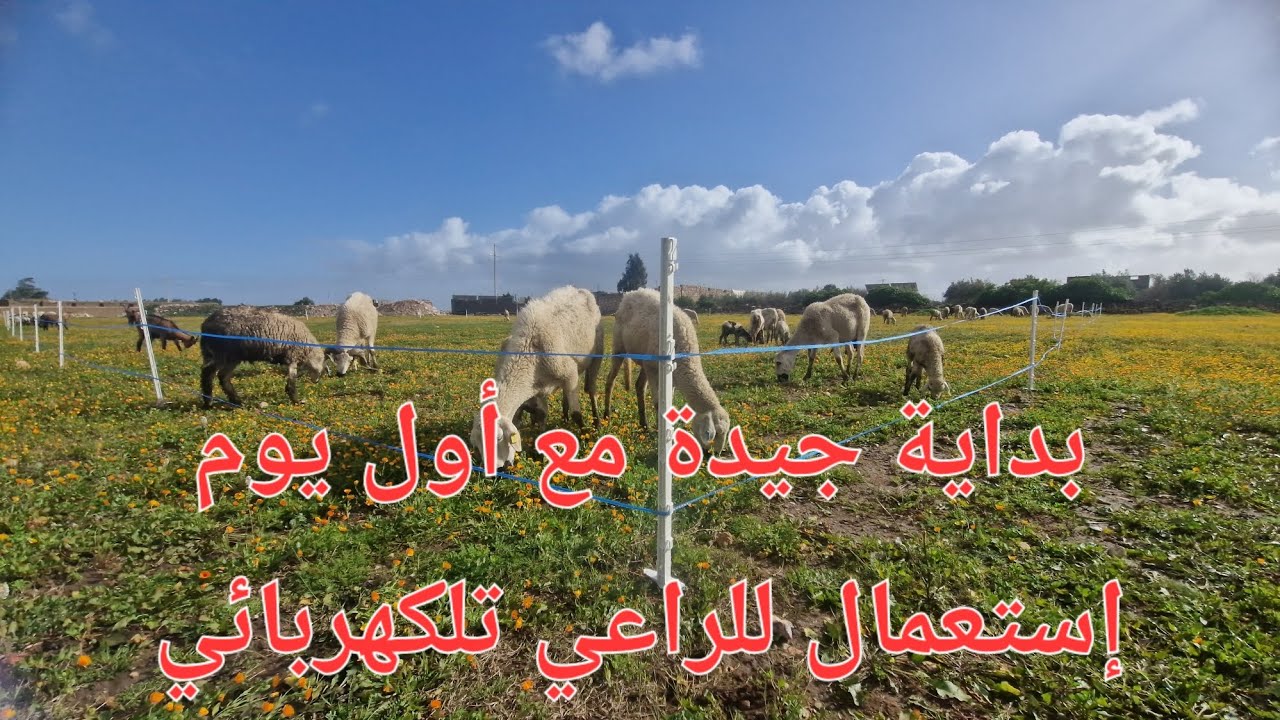 الحلقة 742.🐏🌹 اجي تشوف كيف  دوزت نهاري مع الراعي الكهربائي.
