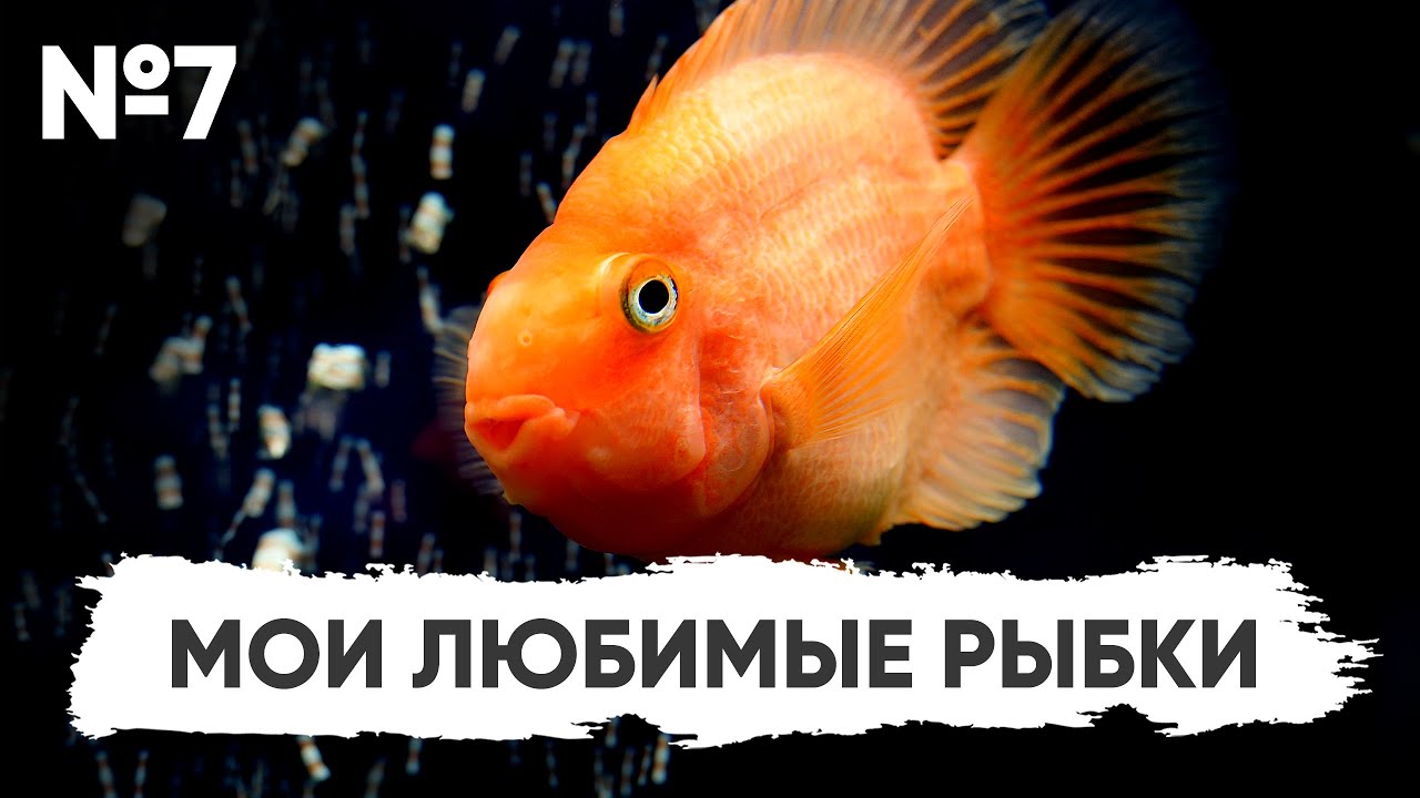 №7. Мои любимые рыбки #Конкурс Scalariki