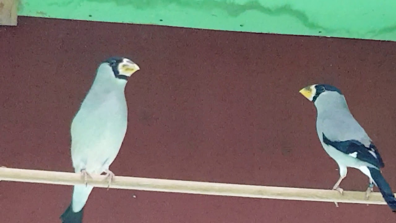 Japanse appelvinken, Japanese grosbeak, Gros bec masqu&eacute;.