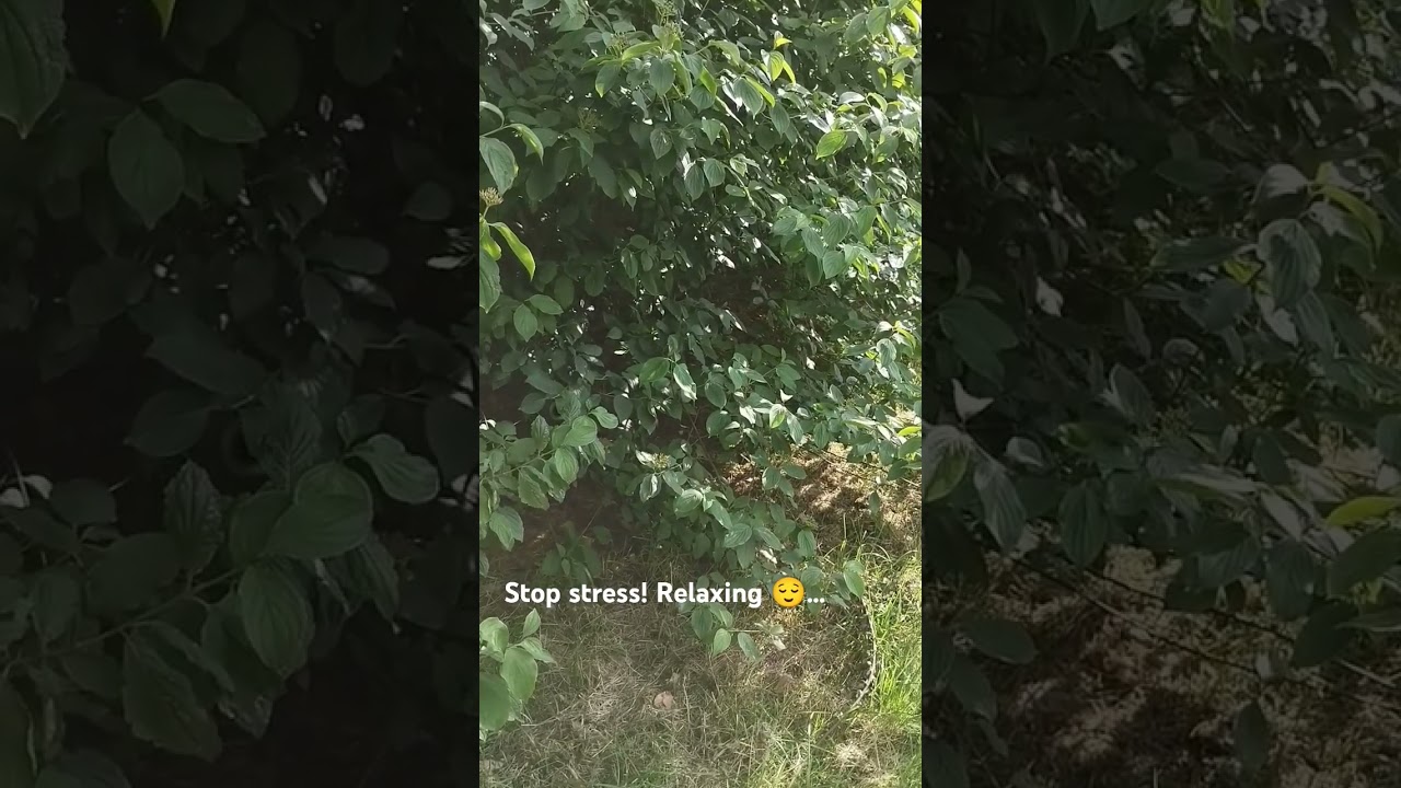 Meditation and relaxing #relaxnature #stressrelief #relaxnature #visualrelaxation #romanticguitar