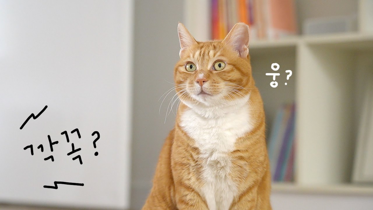 니 이름 깍꼭이 아니고 오들이라고