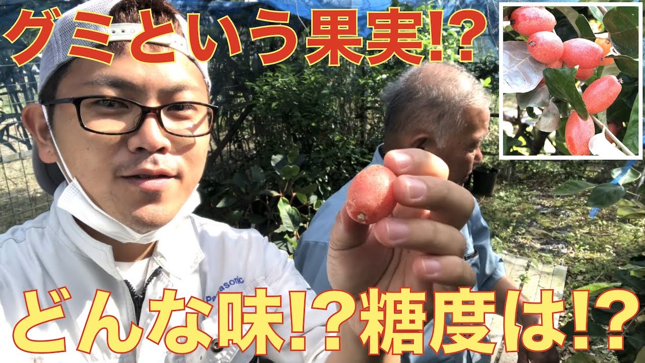 【金城流】グミ栽培の様子！食レポ・糖度予想まで！食べたい人は今のうち!?