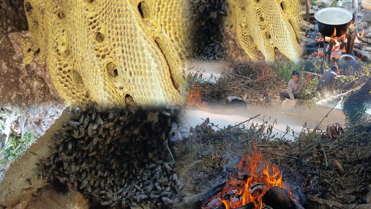 Honey bee harvest #village #bee
