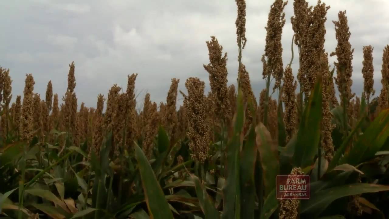 Arkansas Farm Bureau - White Sorghum
