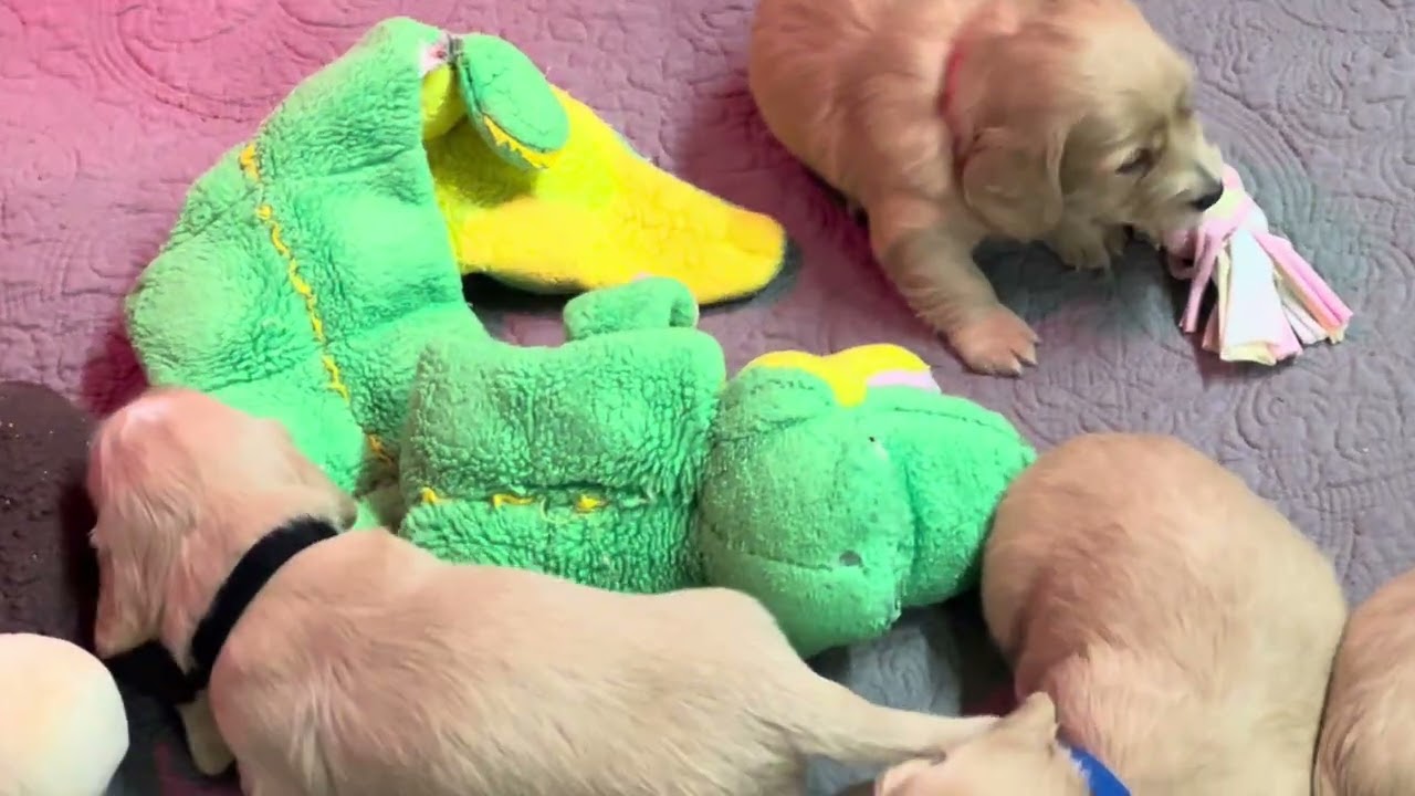 Chanel's A Litter 4 Weeks Old