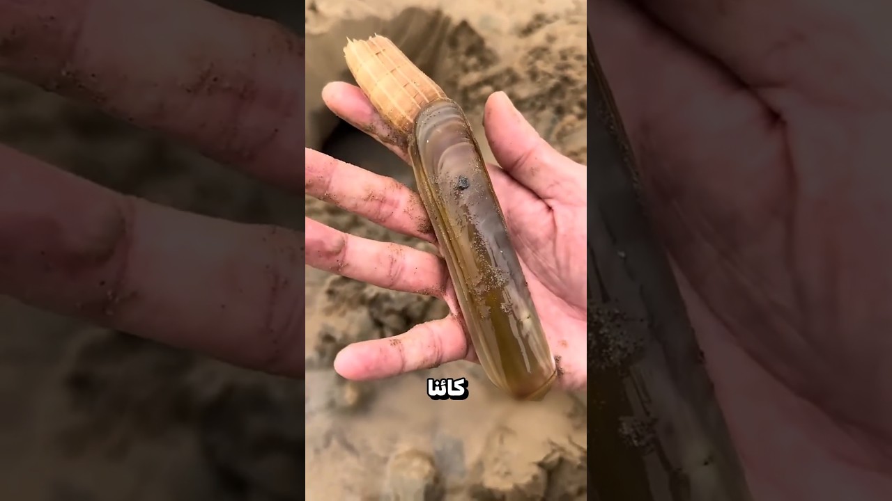 كائن غريب في رمال البحر😲؟!
