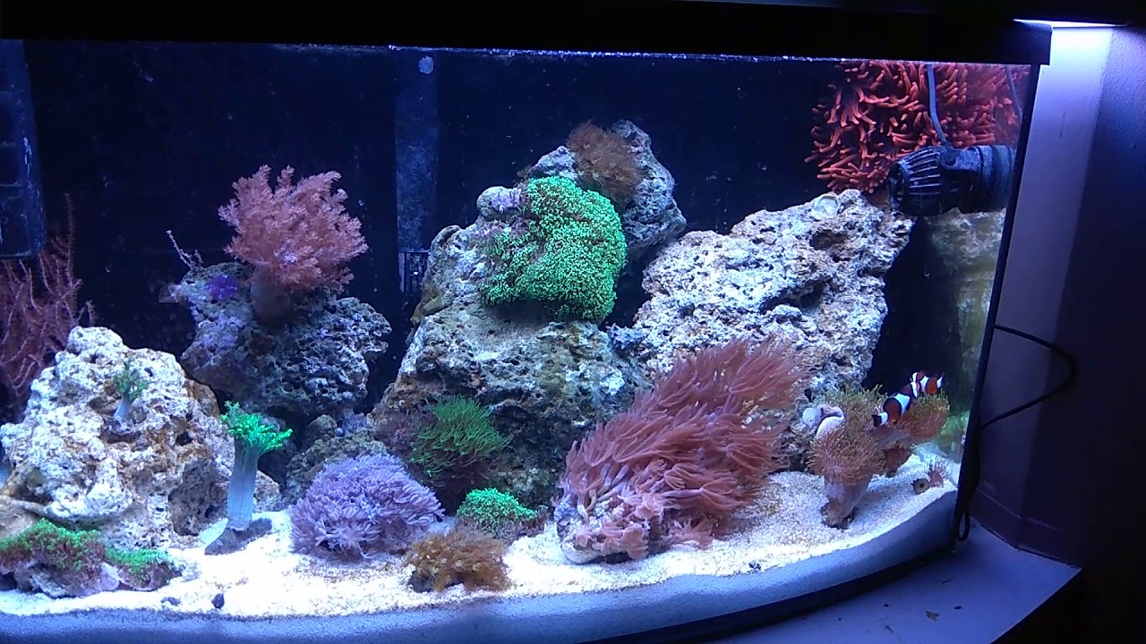 #68 ReefTank 25G (95L)