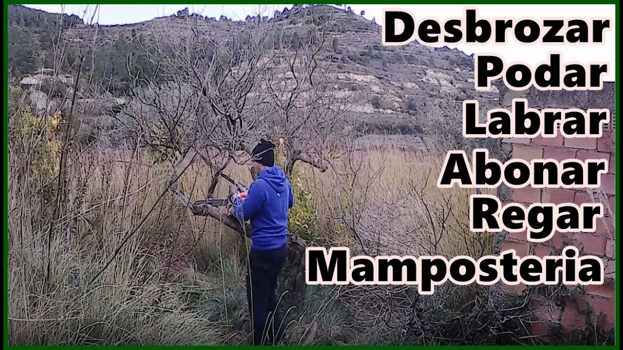 PUESTA AL DIA BANCAL ABANDONADO|| desbrozar, podar,labrar,abonar,regar,maposteria,etc