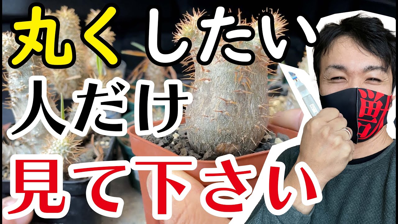 【パキポディウム】グラキリス整形のやり方！丸いは正義！【園芸育て方】【多肉植物】