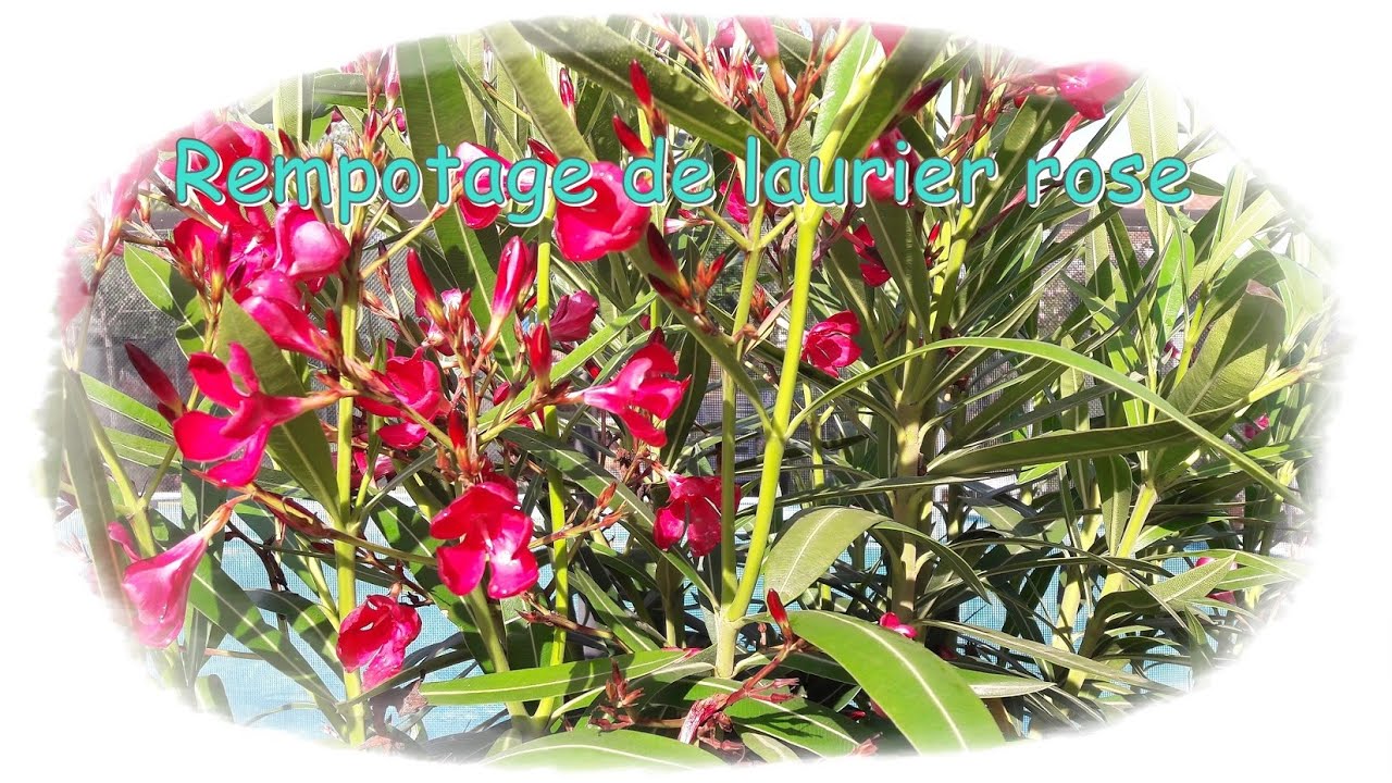 Rempotage de laurier rose - Monjadindansleslandes