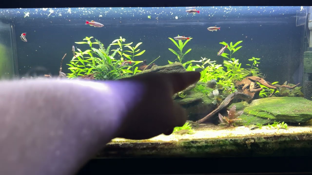 Unheated 20g Aquarium Day 344
