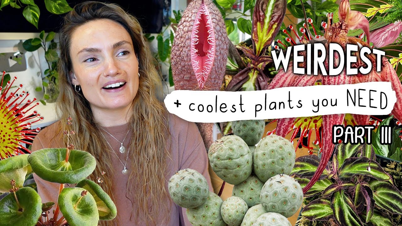 CRAZIEST Amazing Plants Right Now 🌿 Top Weird Houseplants Part III