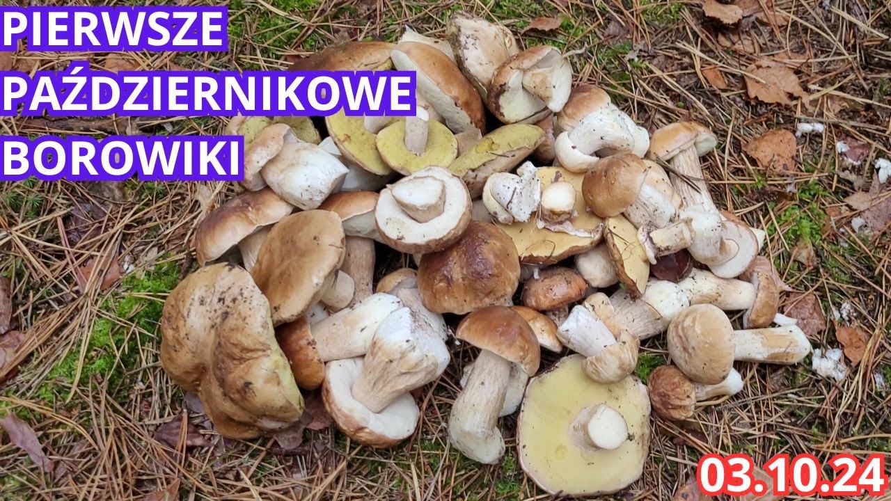 PAŹDZIERNIKOWE BOROWIKI Z MAZOWIECKICH LASÓW 03.10.24