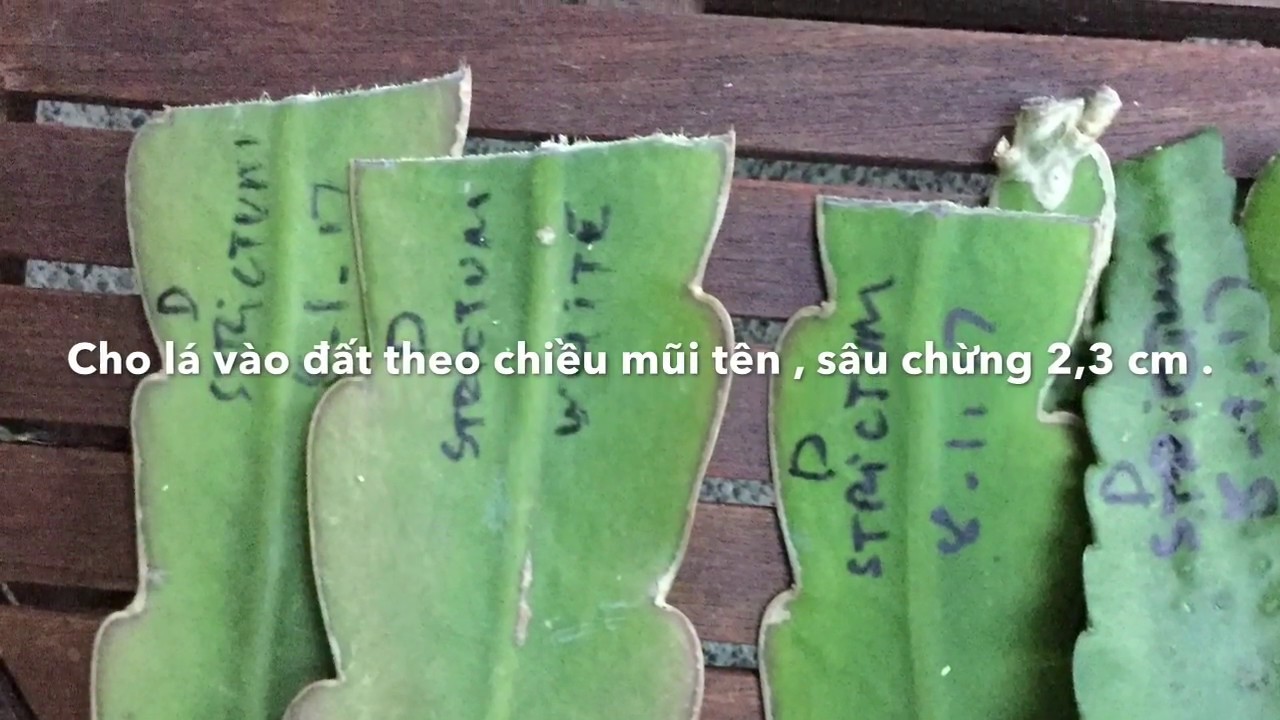 PROPAGATION ORCHID CACTUS FROM LEAVES - CÁCH TRỒNG NHẬT QUỲNH TỪ LÁ