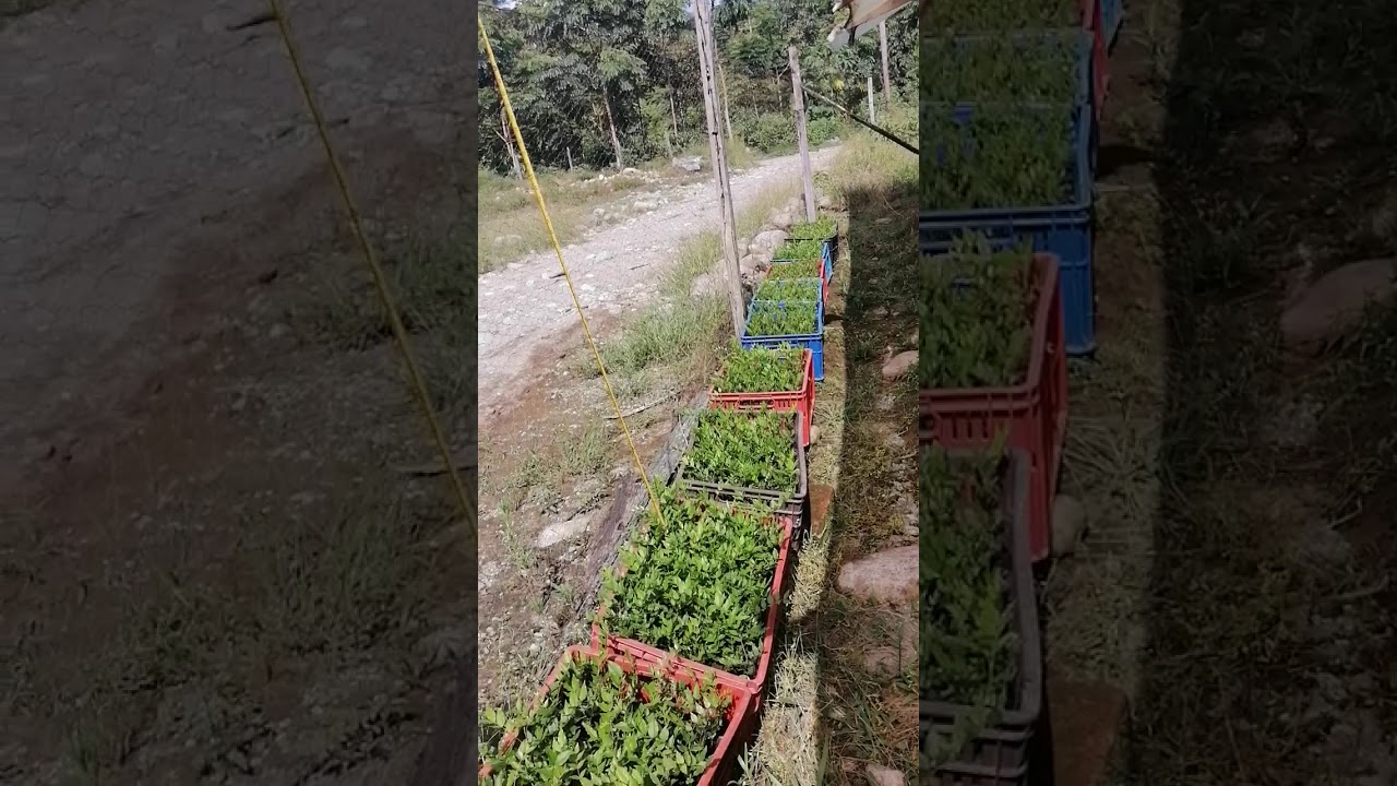 Cedro rosado Proceso embolsado . Germinacion y cultivo