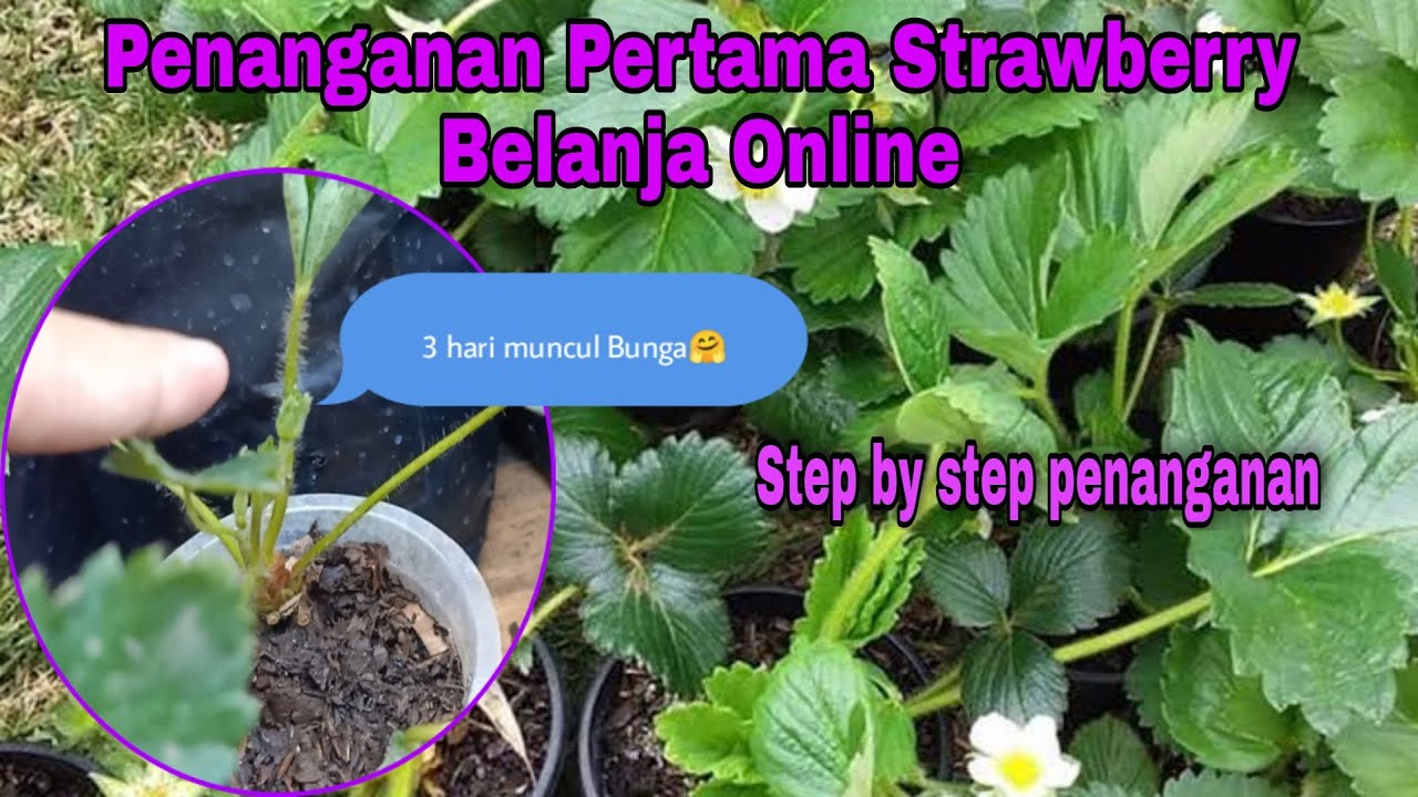 Penanganan pertama bibit Strawberry dari Belanja Online Agar Tidak Mati