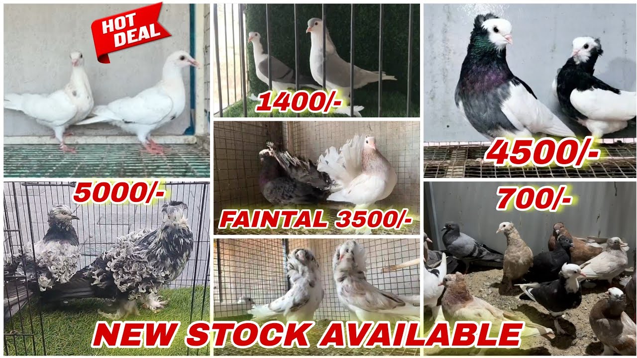 Frillback Kabutar, Hungerian,Pouter, Mukkhi, Satin,long face,king ,Mudina pigeon new stock