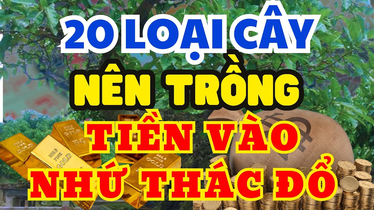 Đặt Những Cây Cảnh Phong Thủy Này Trong Nhà sẽ Khiến Gia Chủ Tiền Vào Như Nước