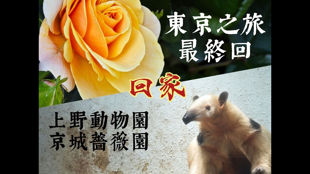 【東京5日遊.EP8】東京之旅最終回~百年動物園與超巨型凡爾賽玫瑰園