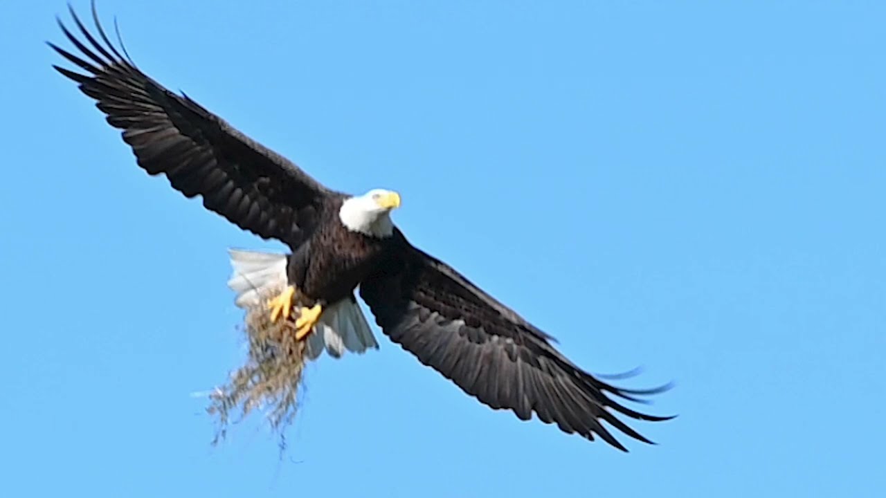 SWFL Eagles- The Desire To Succeed Gives You Strength. Harriet & M15 Day 2 of rebuilding the nest!