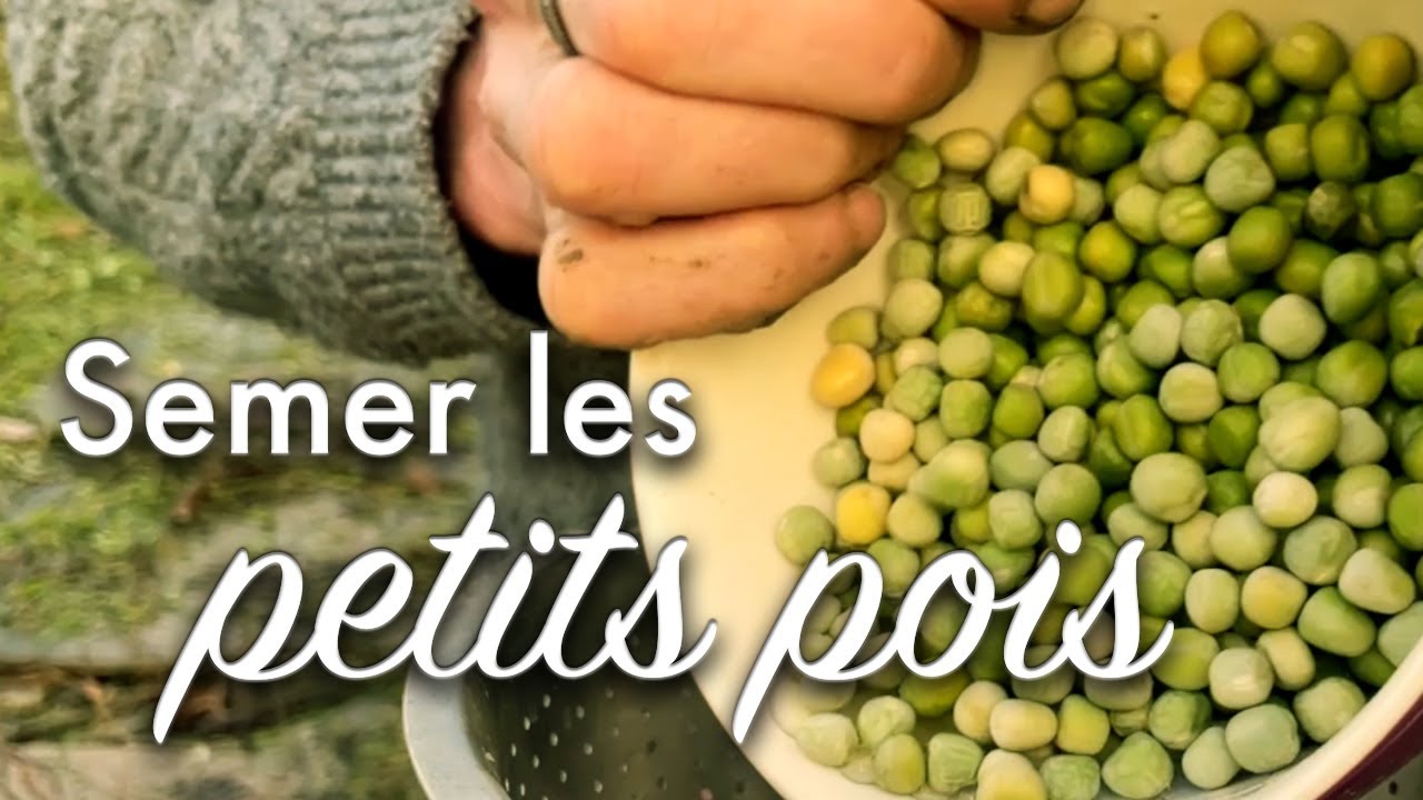 Semer les petits pois.