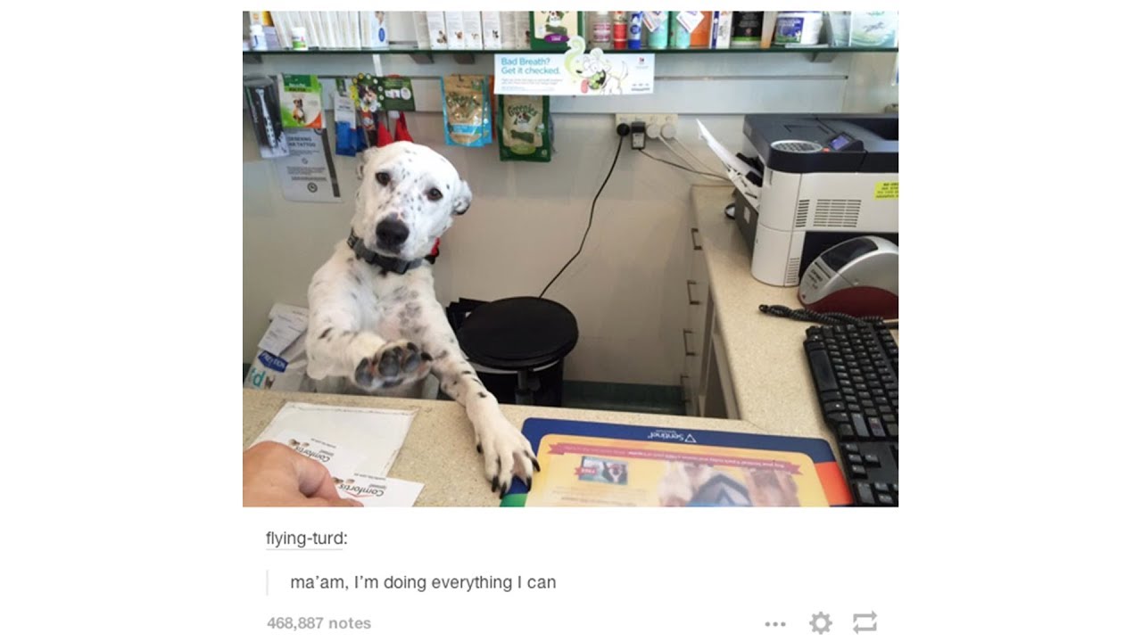 Dog Posts On Tumblr