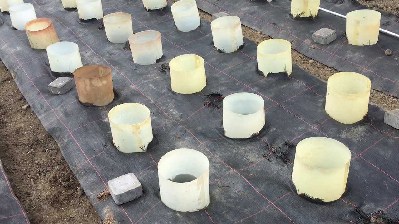 przygotowanie podłoża i tunelu pod pomidory