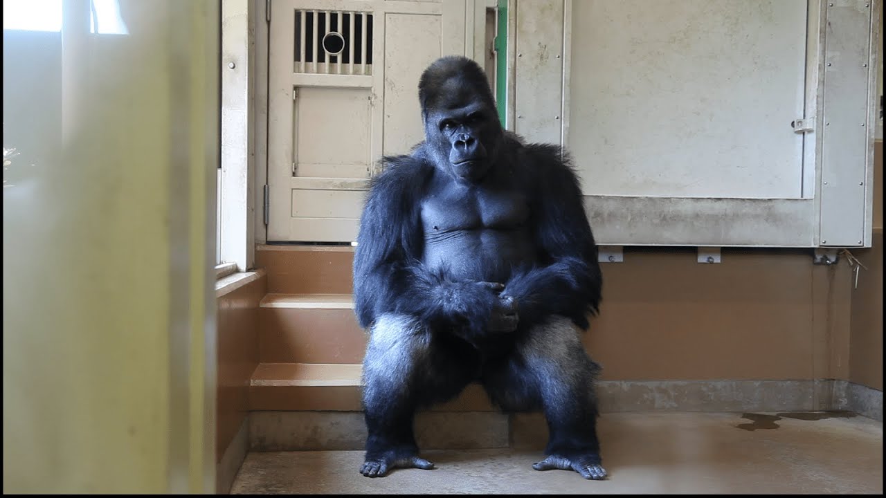 アメフトの控え室にいるみたいなシャバーニ🦍🏈【東山動植物園】