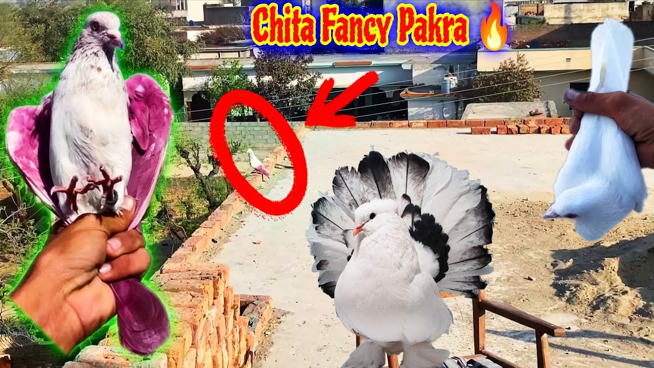 Aj Phr 1_Fanciiii Or Rangon Me Duba Kabootar Pakra 😍 کمال کا ککا کبوتر اترا ❤️