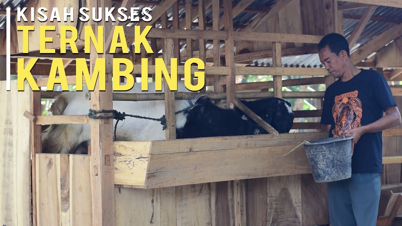 Cara Sukses Ternak Kambing Tanpa Ngarit dan Untung Berlipat Ganda