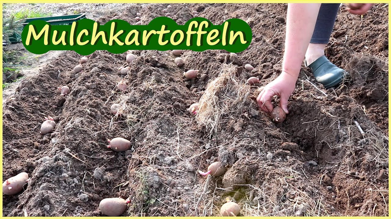 Mulchkartoffeln / Kartoffeln anbauen für vielbeschäftigte Selbstversorger unter Mulch