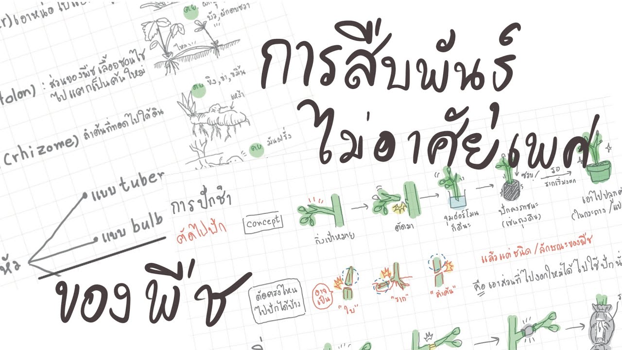 สรุป การสืบพันธุ์แบบไม่อาศัยเพศของพืช - ม.ต้น