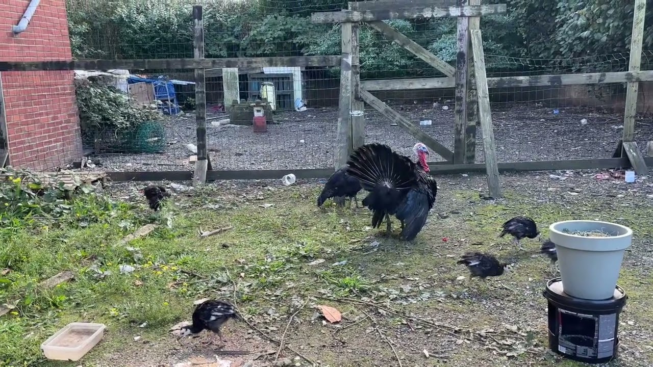 Turkey family 2024 chicks 🐥
