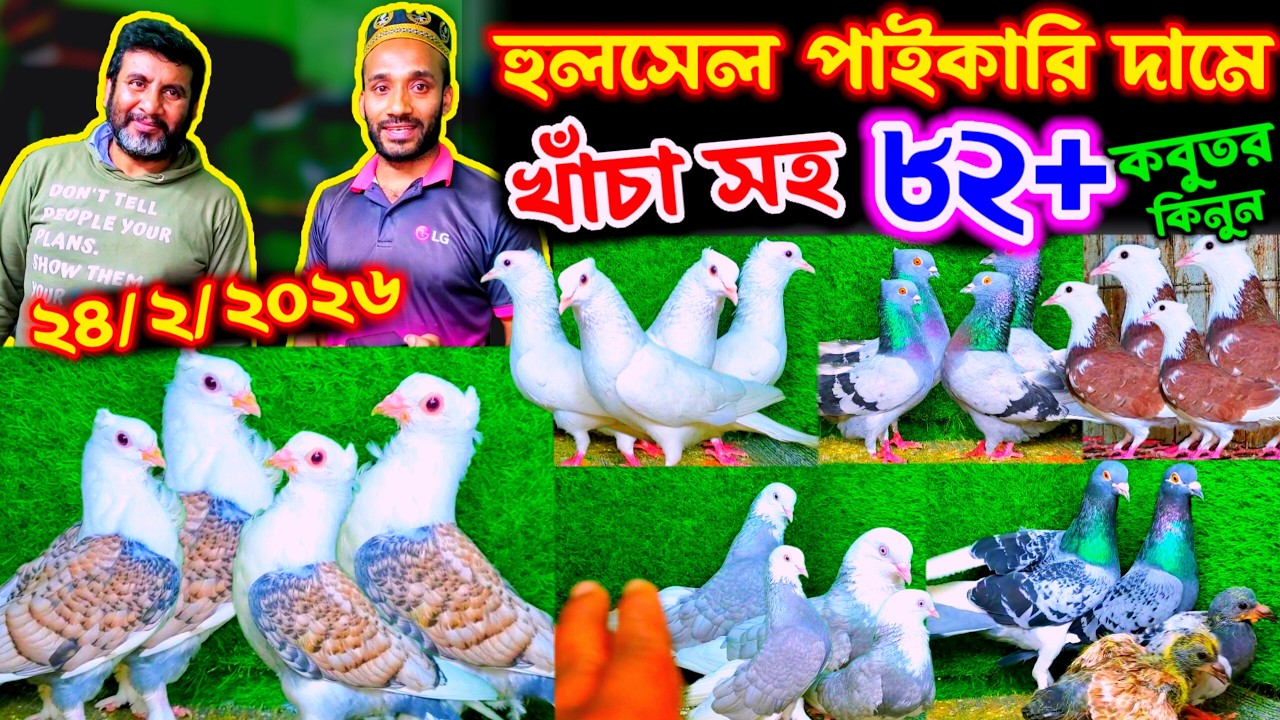 খাঁচা বাটি সহ হুলসেল পাইকারি দামে ৮২+ কবুতর কিনুন খামার থেকে | ডিম বাচ্চা সহ কবুতর কিনুন পানির দামে