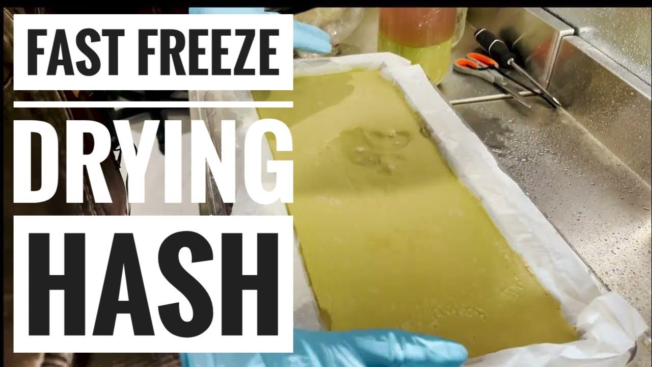 Hash Tray Preparation: Optimize Your Harvest Right with This Freezedry SOP