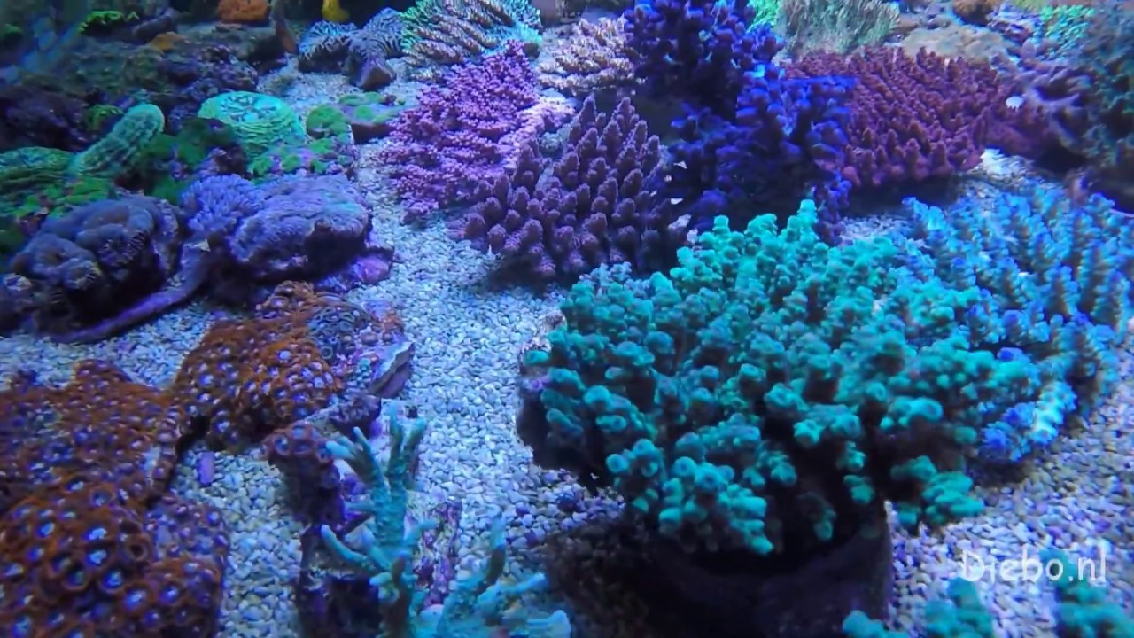 Koralen en lagere dieren @diebo aquariumspeciaalzaak
