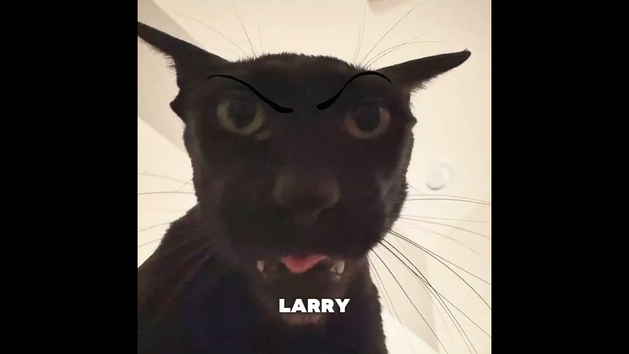 Larry stalker 👀❗#cat #evillarry #funny #memes #viral #funnycats #scary #shorts #sillycats #catmemes
