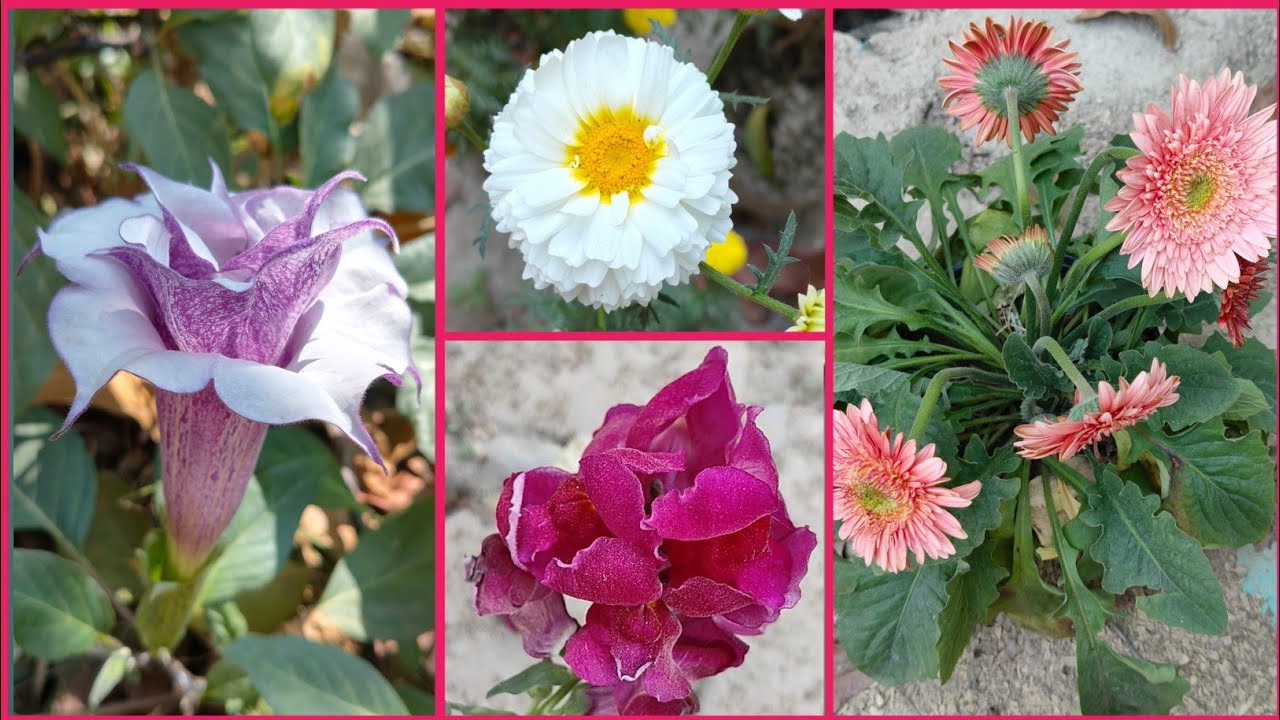 Flowers Garden. Beautiful Flowers. #viralvideo #views #flowers #garden