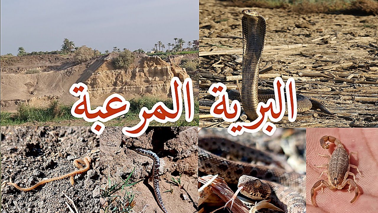 البرية المرعبة والجمال الساحر فى مكان واحد / منطقة الوادى فى الفيوم مع احمد الدكرونى
