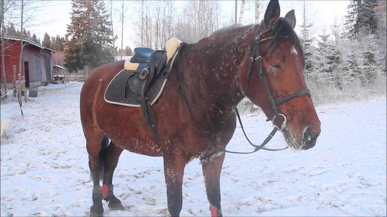 Videopostaus 9.1.2016